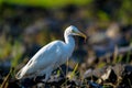 TheÃÂ cattle egretÃÂ - Bubulcus ibis